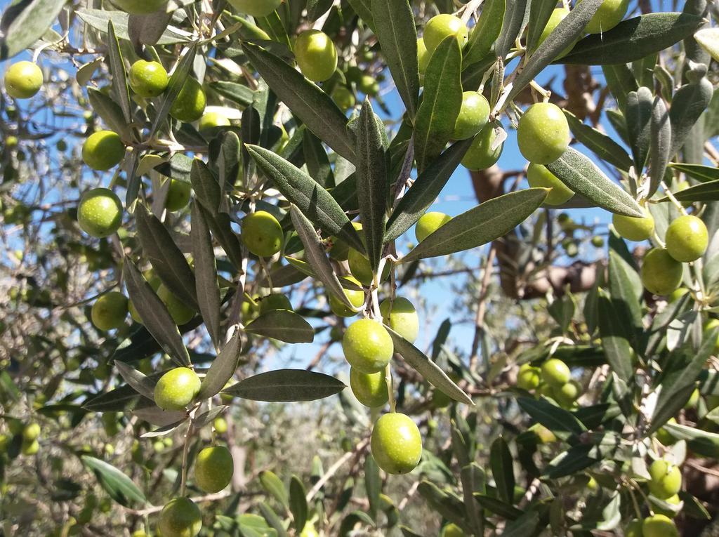 Tenuta Colverano Séjour à la campagne *