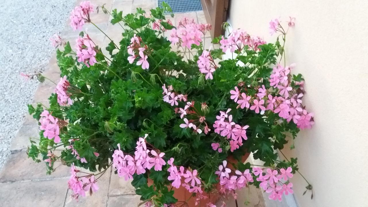 Tenuta Colverano *